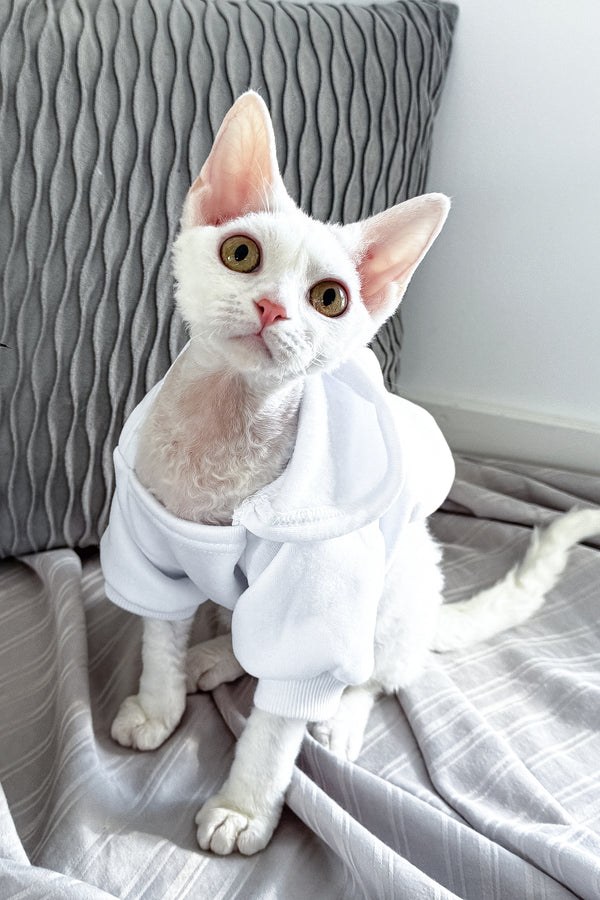 Kelly | Devon Rex Kitten