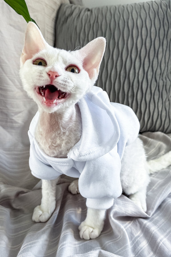 Kelly | Devon Rex Kitten