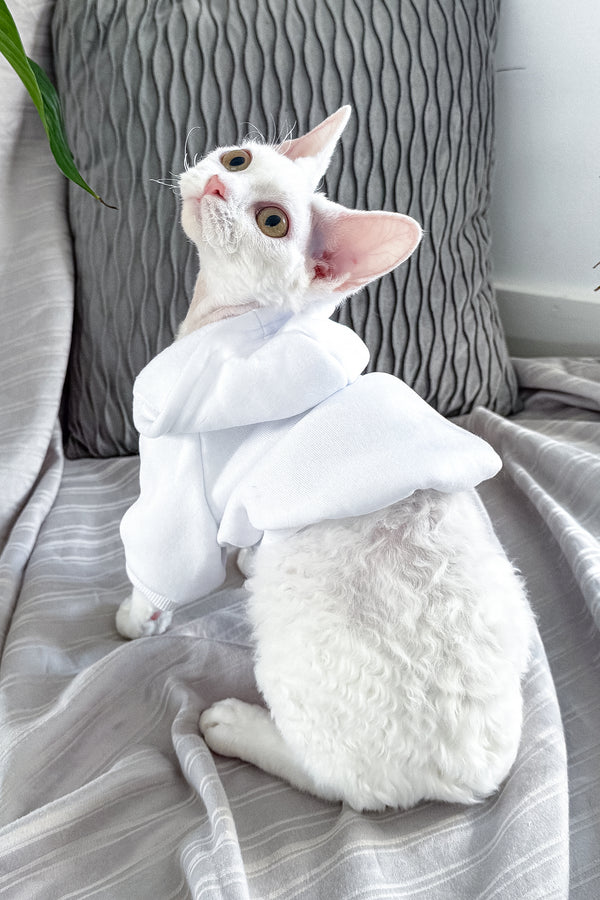 Kelly | Devon Rex Kitten