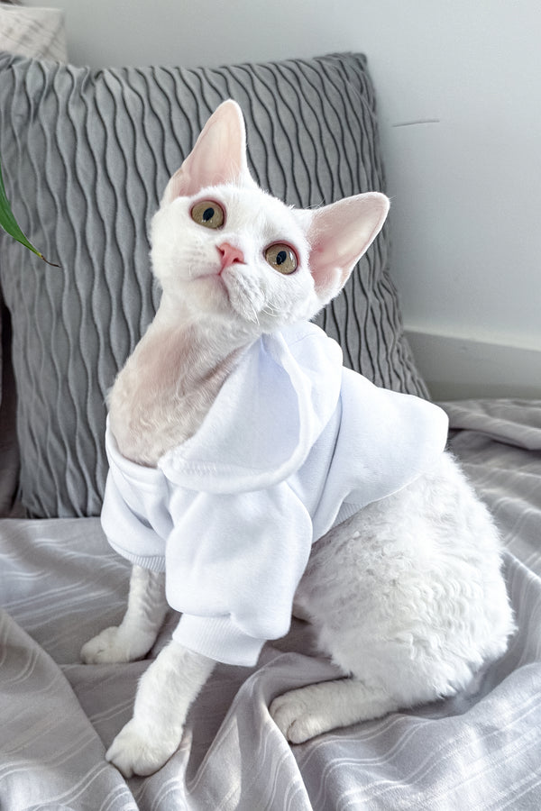 Kelly | Devon Rex Kitten