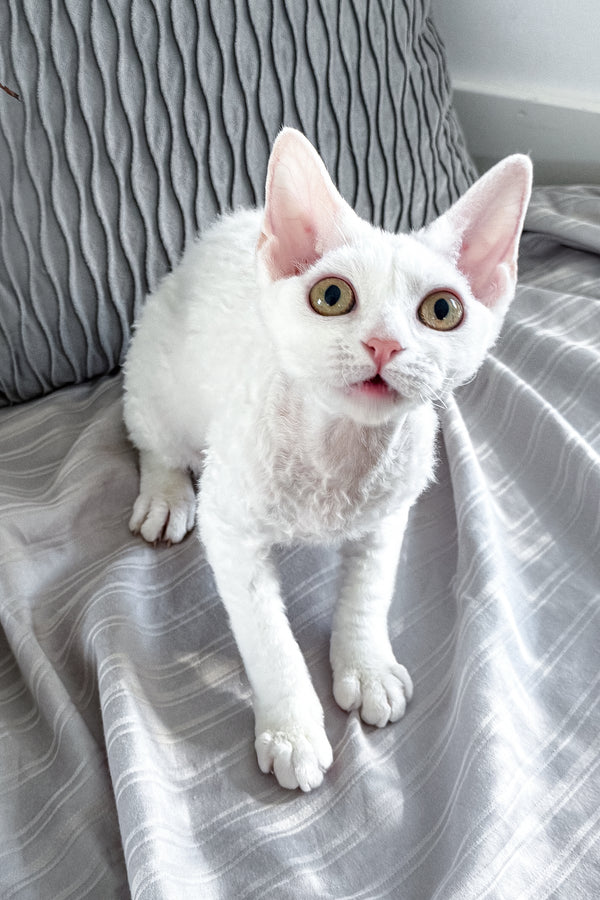 Kelly | Devon Rex Kitten