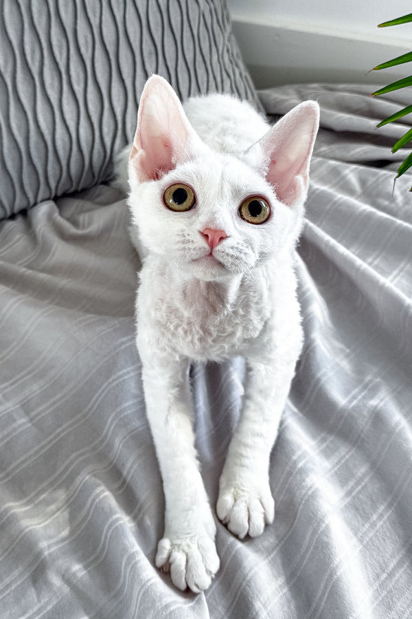 Kelly | Devon Rex Kitten