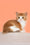 Galahad | British Shorthair Kitten