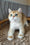Lari | British Shorthair Kitten