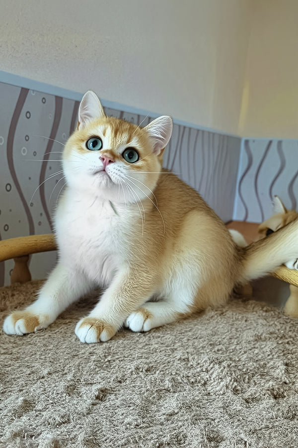 Lari | British Shorthair Kitten