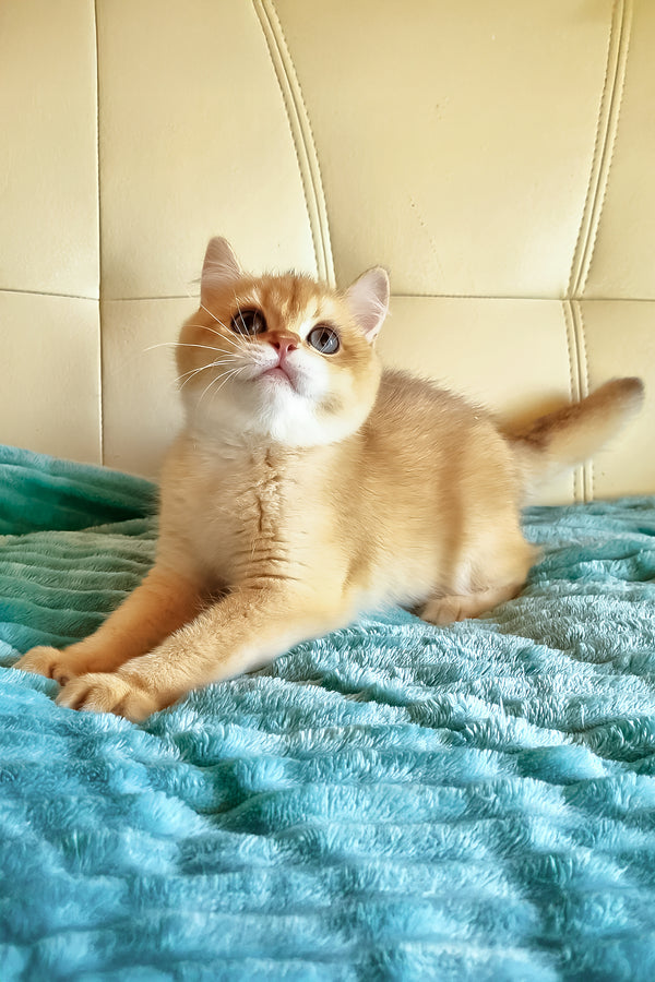 Leo | British Shorthair Kitten