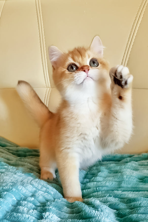 Leo | British Shorthair Kitten