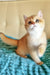 Leo | British Shorthair Kitten