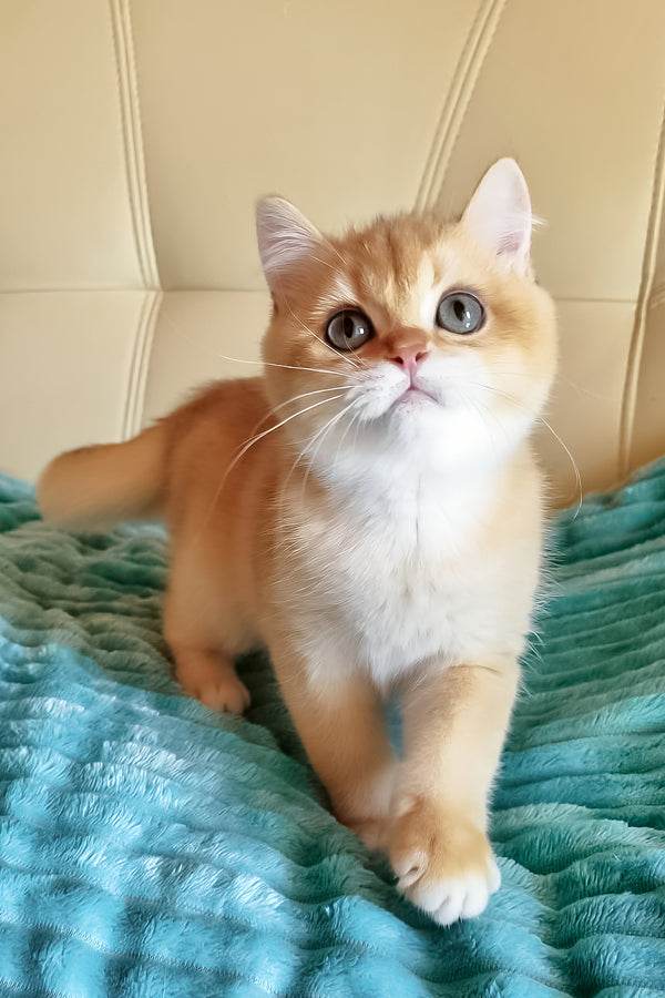 Leo | British Shorthair Kitten