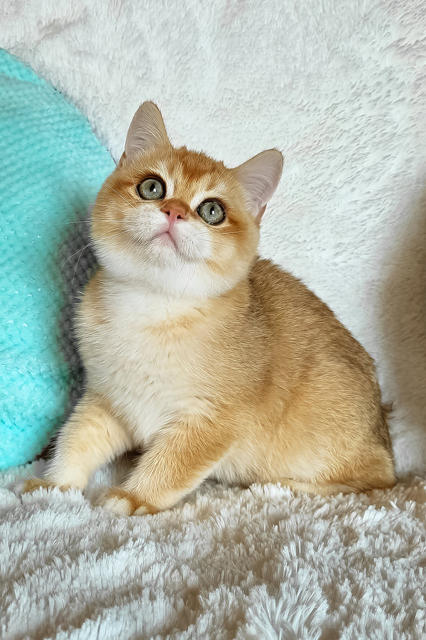 Leon | British Shorthair Kitten