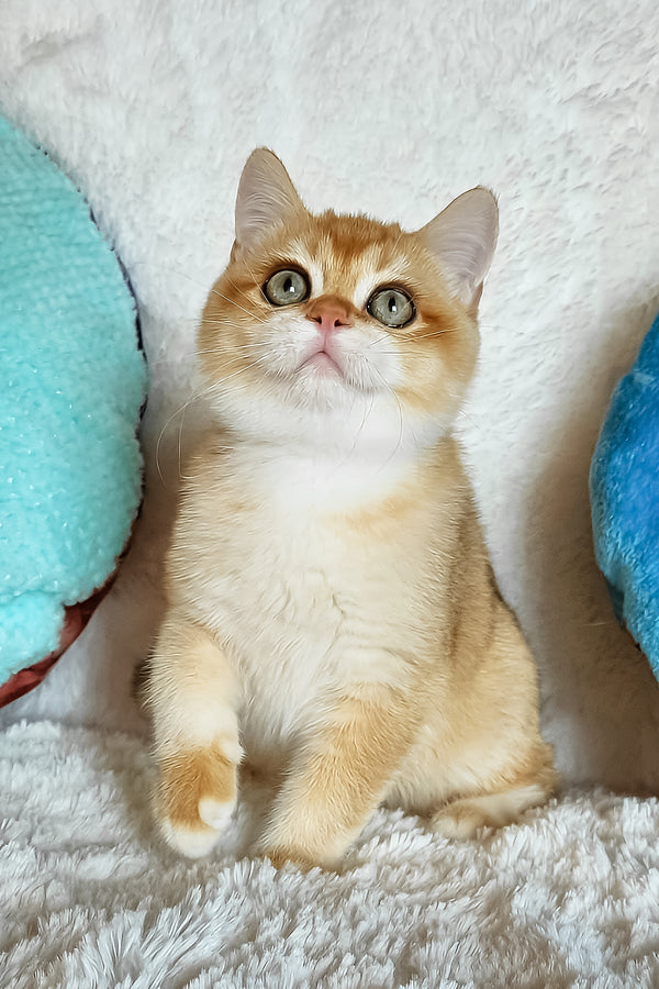 Leon | British Shorthair Kitten