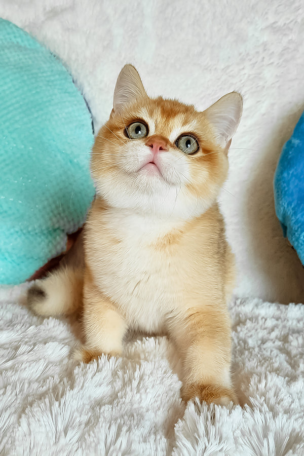 Leon | British Shorthair Kitten
