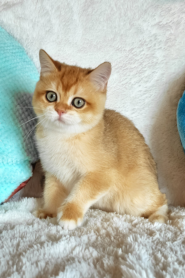 Leon | British Shorthair Kitten