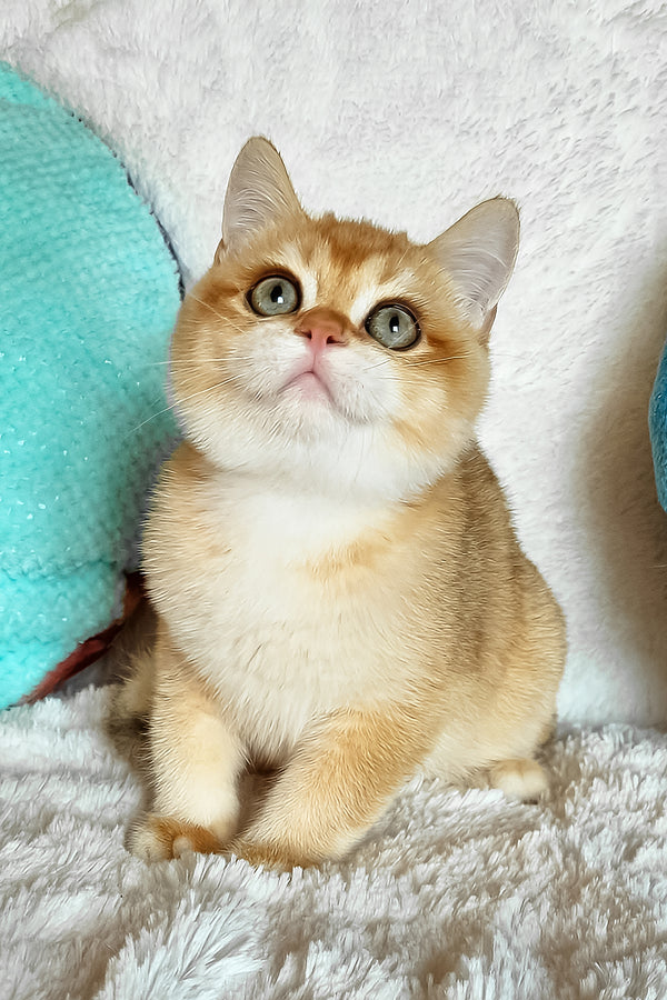 Leon | British Shorthair Kitten