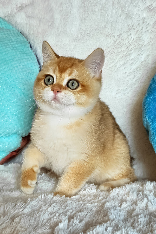 Leon | British Shorthair Kitten