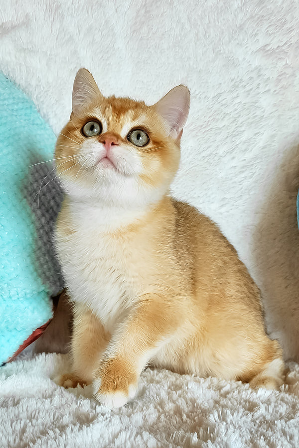 Leon | British Shorthair Kitten