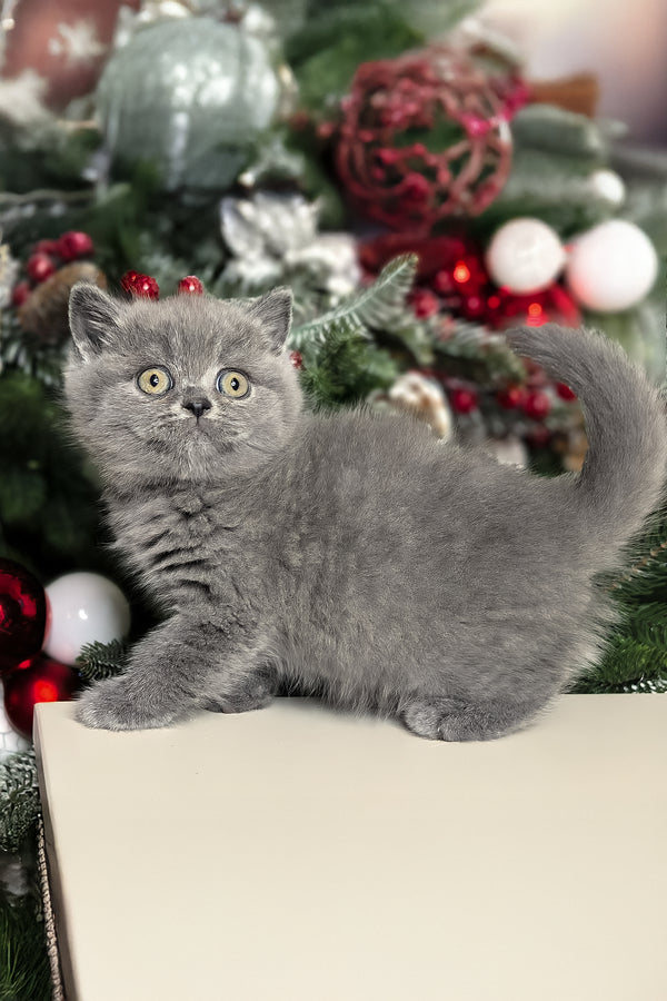 Leona | British Shorthair Kitten