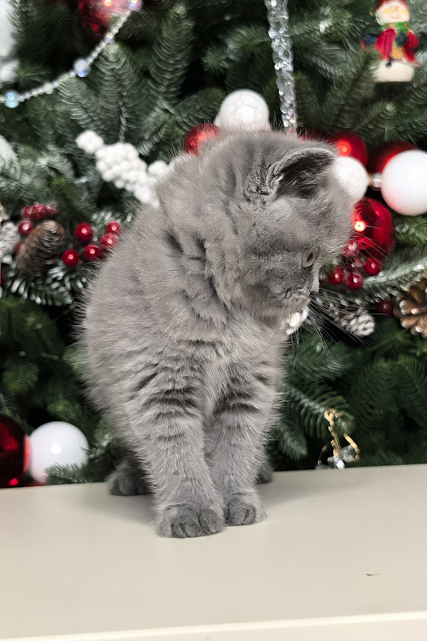 Leona | British Shorthair Kitten