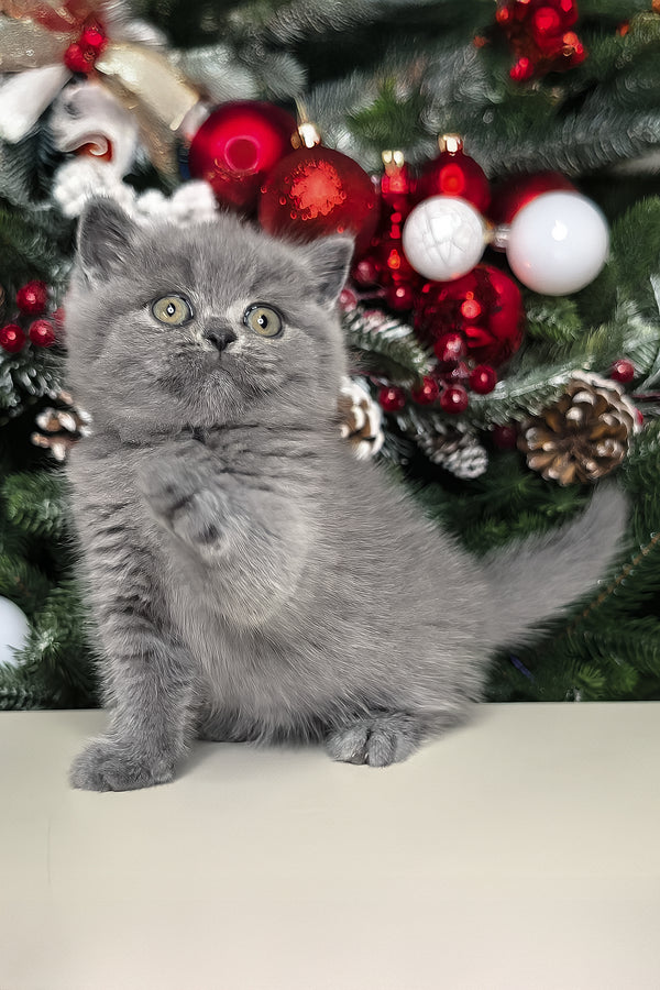 Leona | British Shorthair Kitten