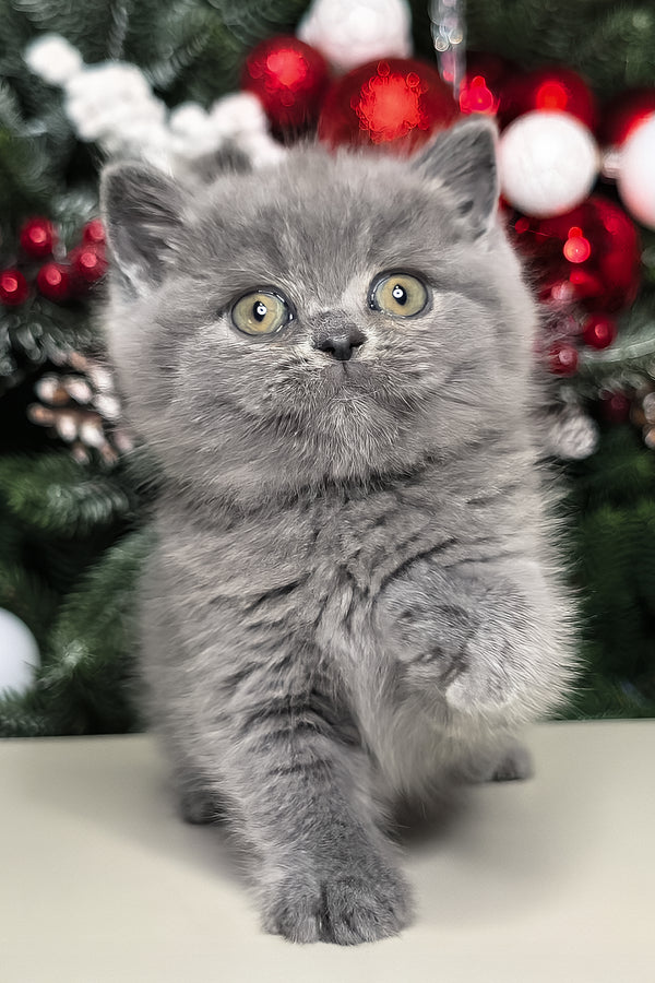 Leona | British Shorthair Kitten