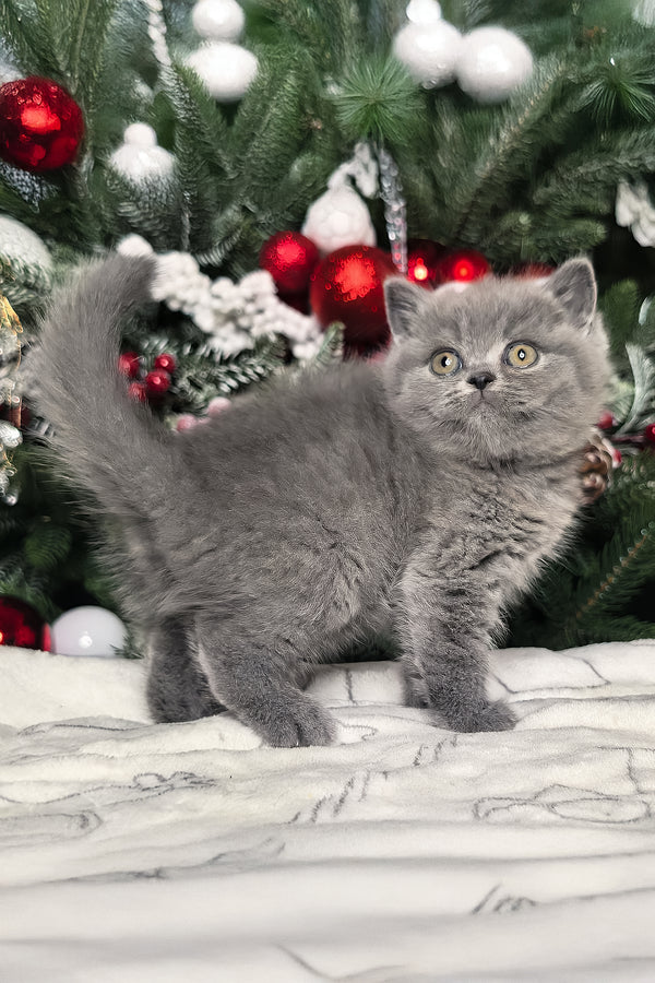 Leona | British Shorthair Kitten