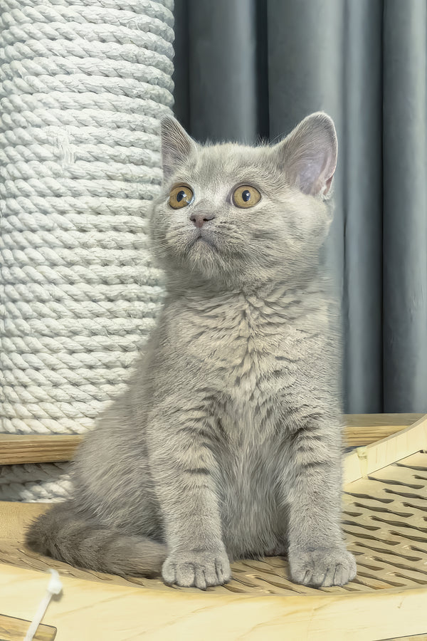 Liana | British Shorthair Kitten