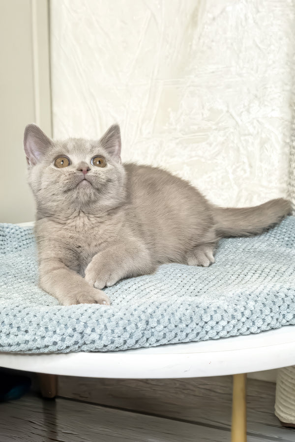 Liana | British Shorthair Kitten
