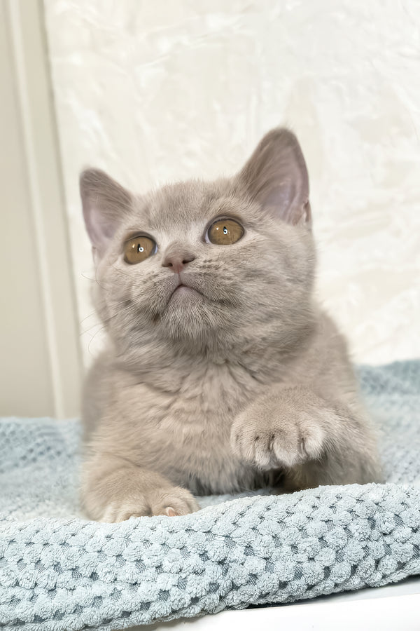 Liana | British Shorthair Kitten