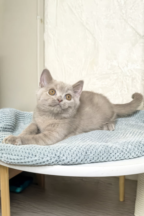 Liana | British Shorthair Kitten