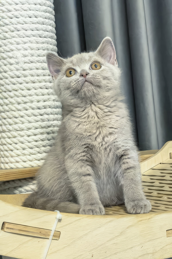 Liana | British Shorthair Kitten
