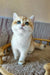 Lola | British Shorthair Kitten