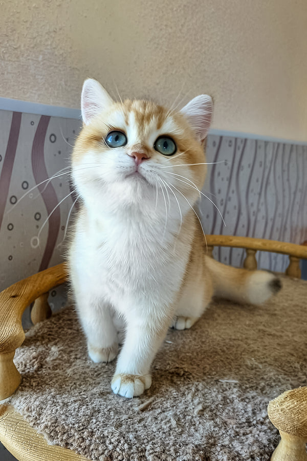 Lola | British Shorthair Kitten