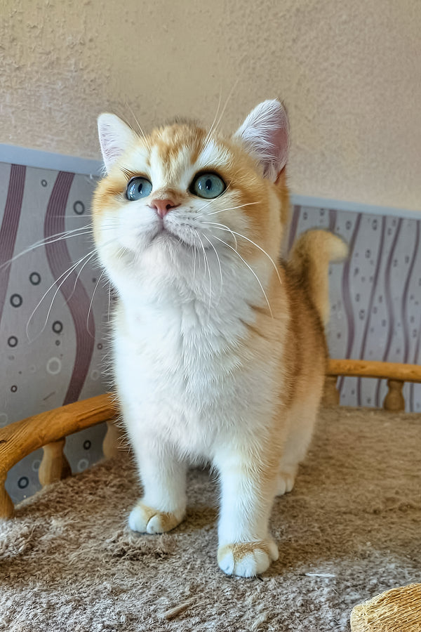 Lola | British Shorthair Kitten