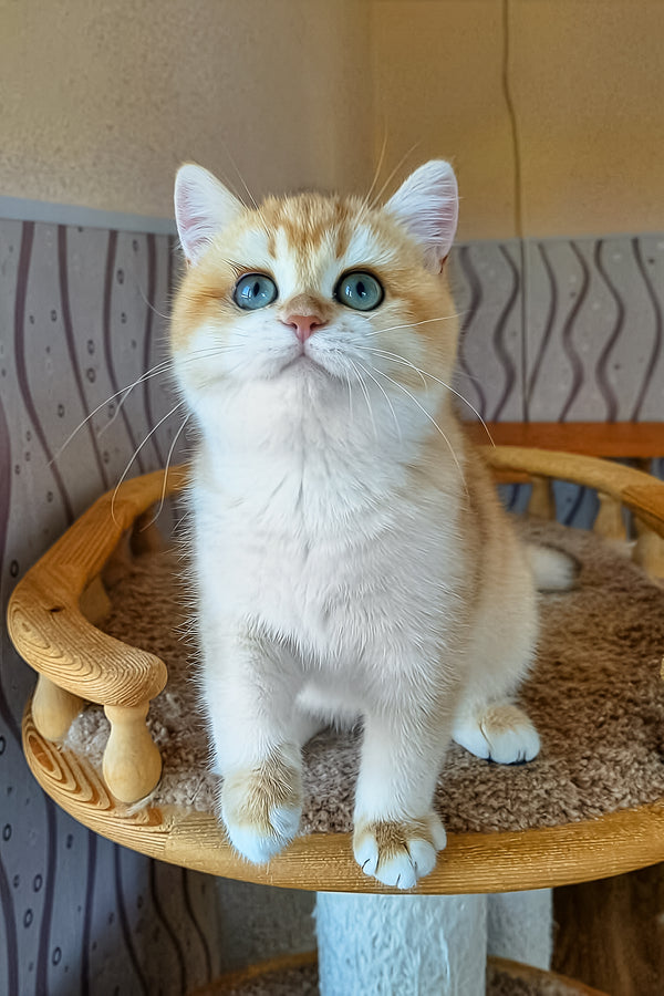 Lola | British Shorthair Kitten