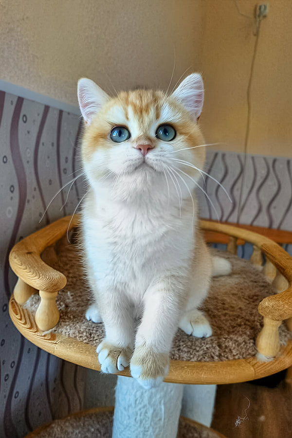 Lola | British Shorthair Kitten