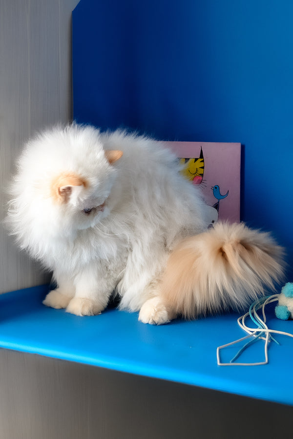 Amur | Persian Kitten