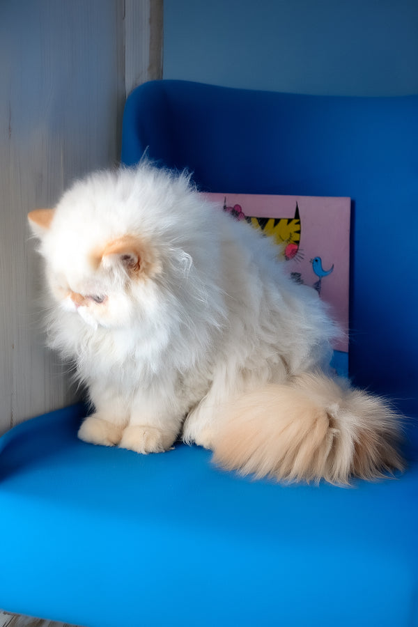 Amur | Persian Kitten