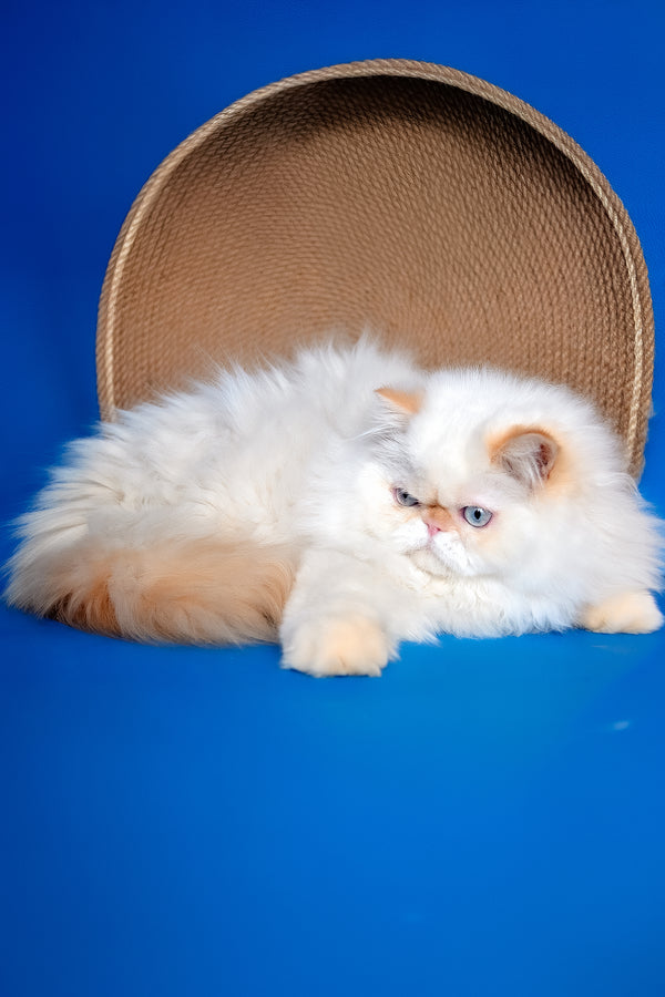 Amur | Persian Kitten