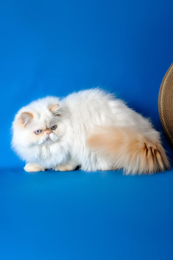 Amur | Persian Kitten