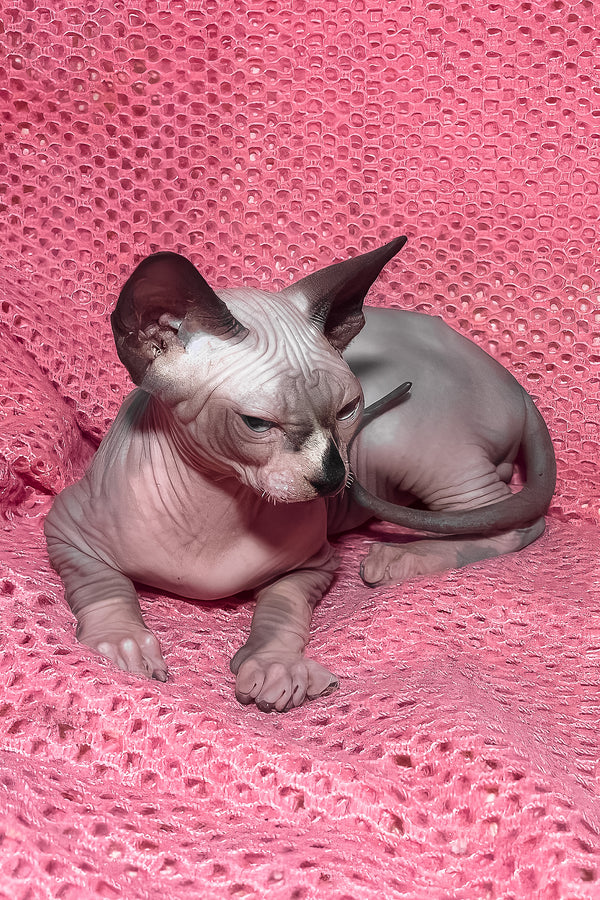 Angel | Canadian Sphynx Kitten