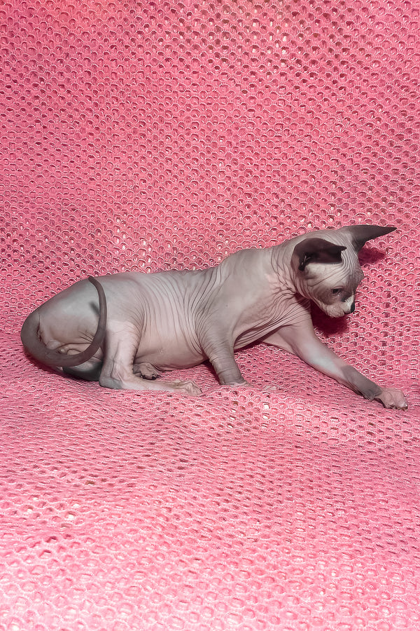Angel | Canadian Sphynx Kitten