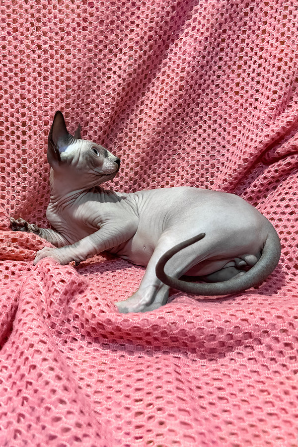 Angel | Canadian Sphynx Kitten