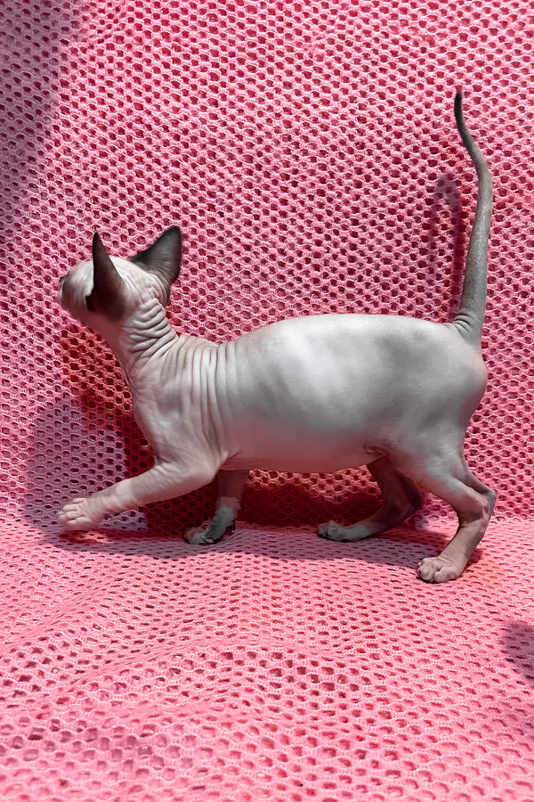 Angel | Canadian Sphynx Kitten