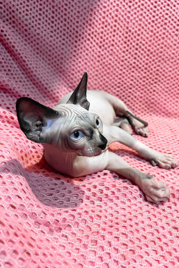 Angel | Canadian Sphynx Kitten