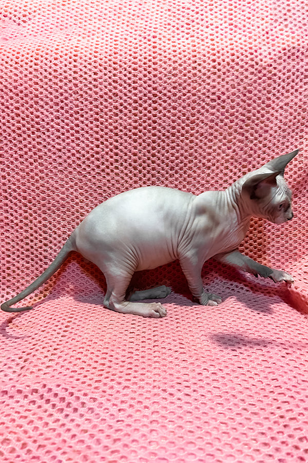 Angel | Canadian Sphynx Kitten