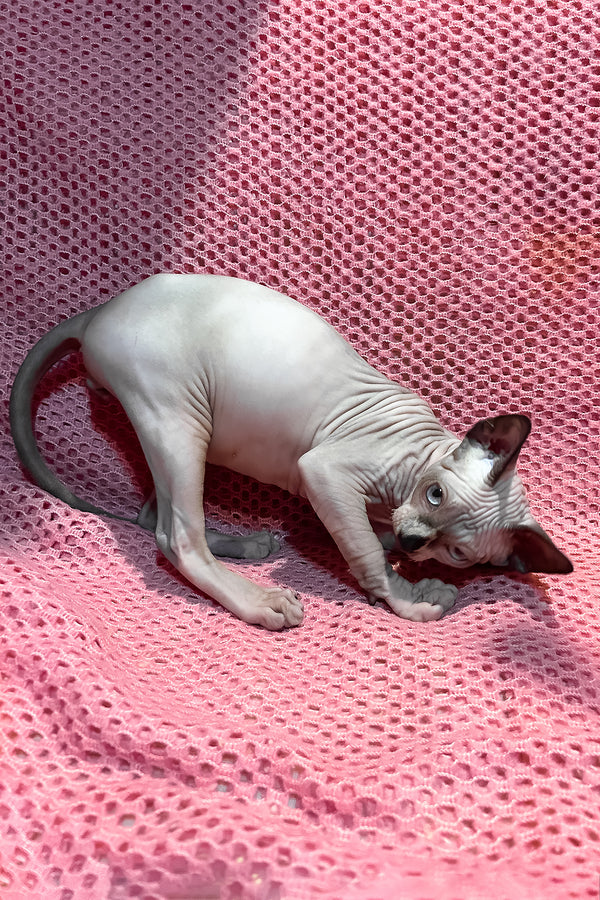 Angel | Canadian Sphynx Kitten