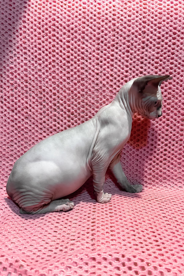 Angel | Canadian Sphynx Kitten