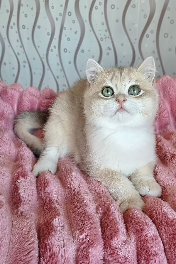 Nails | British Shorthair Kitten