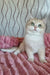Nails | British Shorthair Kitten