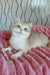 Nails | British Shorthair Kitten